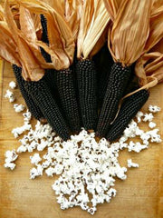 Load image into Gallery viewer, Corn, 'Dakota Black'

