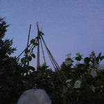 Load image into Gallery viewer, Datura, 'Sacred Datura'
