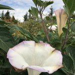 Load image into Gallery viewer, Datura, 'Sacred Datura'
