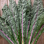 Load image into Gallery viewer, Kale, 'Dazzling Blue'
