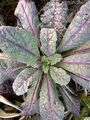 Load image into Gallery viewer, Kale, 'Dazzling Blue'

