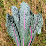 Load image into Gallery viewer, Kale, 'Dazzling Blue'
