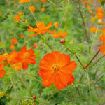 Load image into Gallery viewer, Cosmos, 'Diablo'
