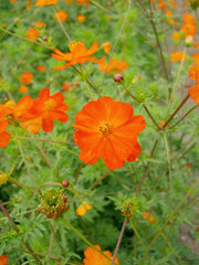 Load image into Gallery viewer, Cosmos, 'Diablo'
