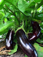 Load image into Gallery viewer, Eggplant, 'Diamond'
