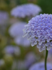Load image into Gallery viewer, Didiscus, 'Blue Lace Flower'
