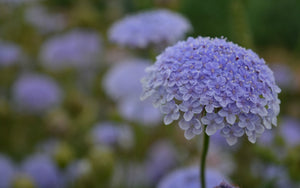 didiscus_300x300.jpg?v=1606176181