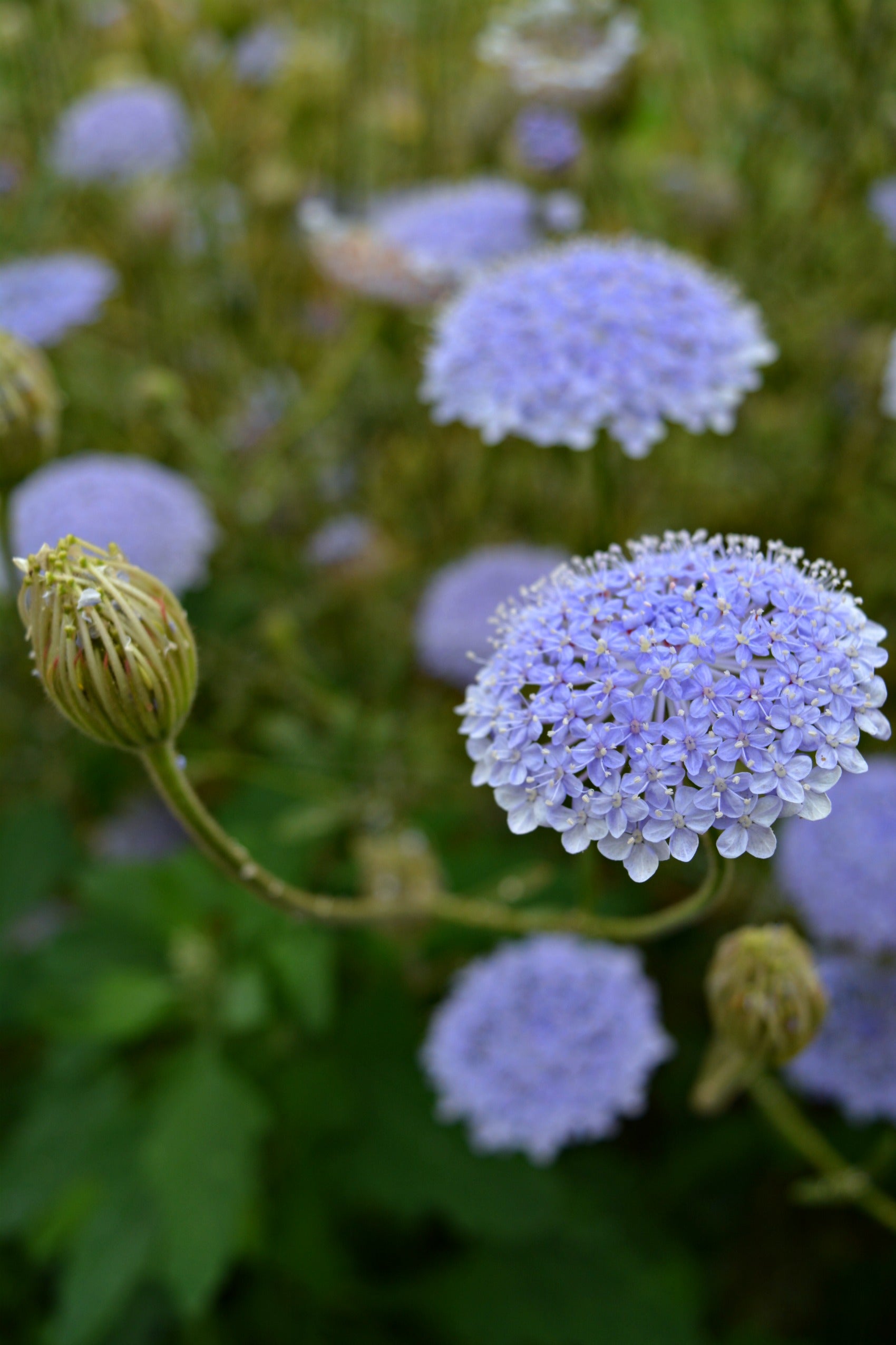 lacy lavender blue didiscus seed Didiscus, 'Blue Lace Flower'