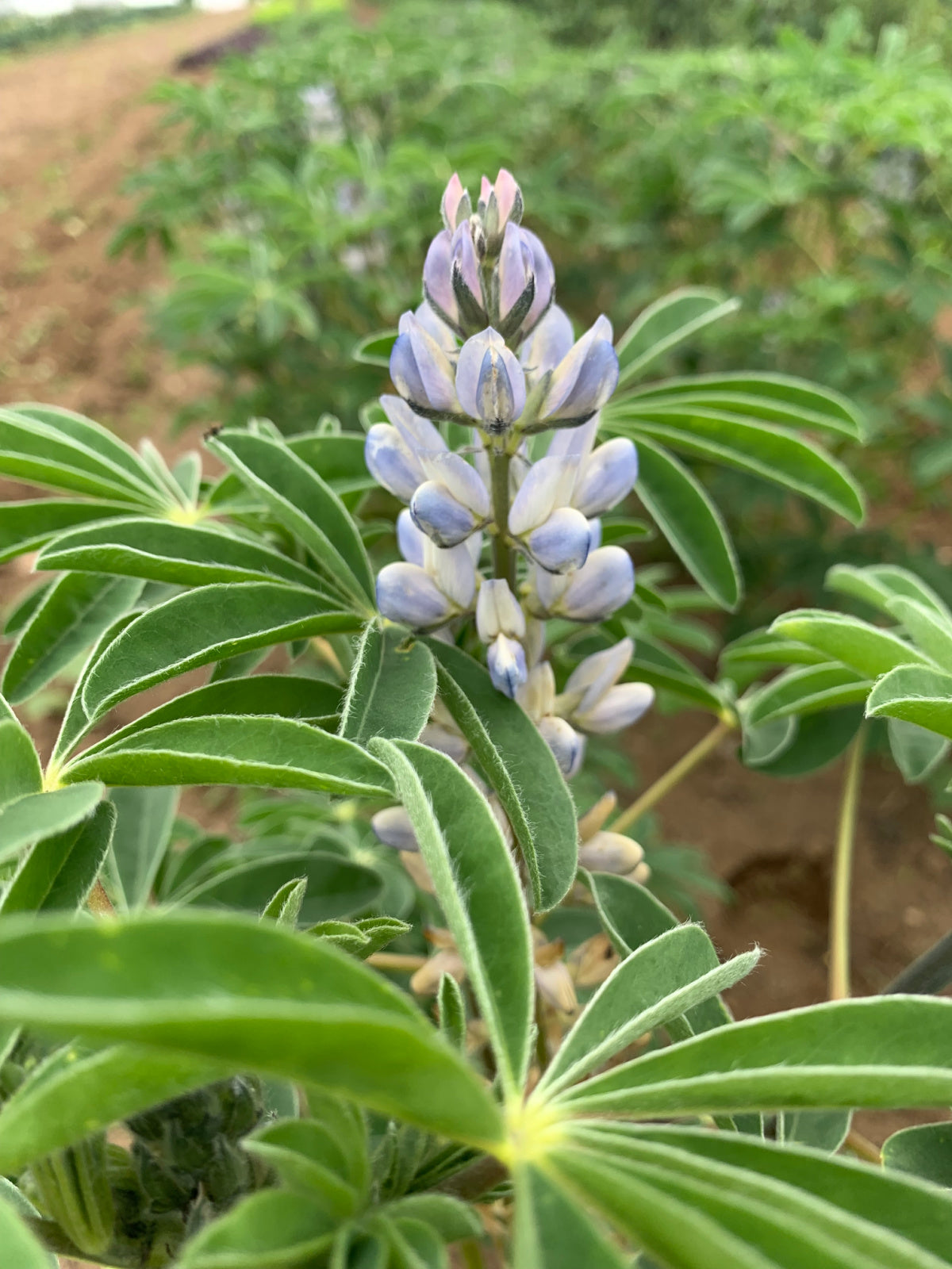 seed lupin bean plant Sweet Lupine, 'Dieta'
