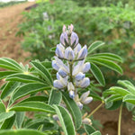 Load image into Gallery viewer, Sweet Lupine, 'Dieta'
