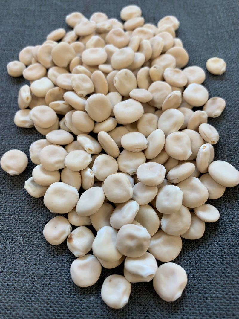 seed lupin bean plant Sweet Lupine, 'Dieta'