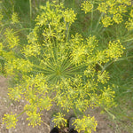 Load image into Gallery viewer, Dill, 'Goldkrone'
