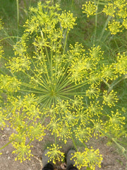 Load image into Gallery viewer, Dill, 'Goldkrone'
