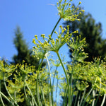 Load image into Gallery viewer, Dill, 'Goldkrone'
