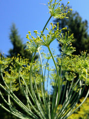 Load image into Gallery viewer, Dill, 'Goldkrone'
