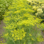 Load image into Gallery viewer, Dill, 'Goldkrone'
