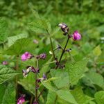 Load image into Gallery viewer, Bean, Bush Snap, 'Blooming Prairie'
