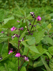 Load image into Gallery viewer, Bean, Bush Snap, 'Blooming Prairie'
