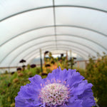 Load image into Gallery viewer, Scabiosa, 'Fama Deep Blue'
