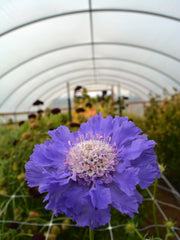 Load image into Gallery viewer, Scabiosa, 'Fama Deep Blue'
