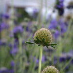 Load image into Gallery viewer, Scabiosa, 'Fama Deep Blue'

