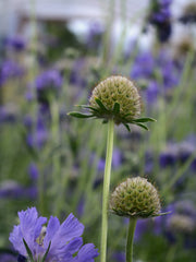 Load image into Gallery viewer, Scabiosa, 'Fama Deep Blue'
