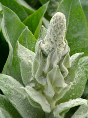Load image into Gallery viewer, Verbascum, 'Arctic Summer'
