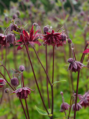 Load image into Gallery viewer, Columbine, 'Bordeaux Barlow'
