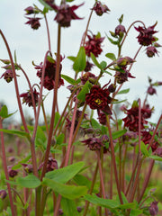 Load image into Gallery viewer, Columbine, 'Bordeaux Barlow'
