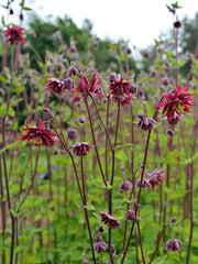 Load image into Gallery viewer, Columbine, 'Bordeaux Barlow'
