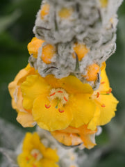 Load image into Gallery viewer, Verbascum, 'Arctic Summer'
