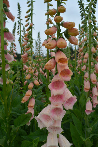 Foxglove