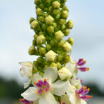 Load image into Gallery viewer, Verbascum, 'Phoenician Mullein'
