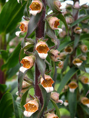 Load image into Gallery viewer, Foxglove, 'Café Crème'
