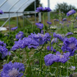 Load image into Gallery viewer, Scabiosa, 'Fama Deep Blue'
