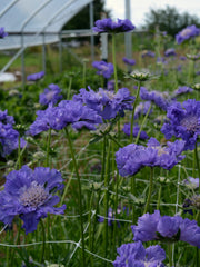 Load image into Gallery viewer, Scabiosa, 'Fama Deep Blue'
