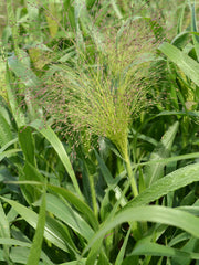 Load image into Gallery viewer, Ornamental Grass, 'Frosted Explosion'
