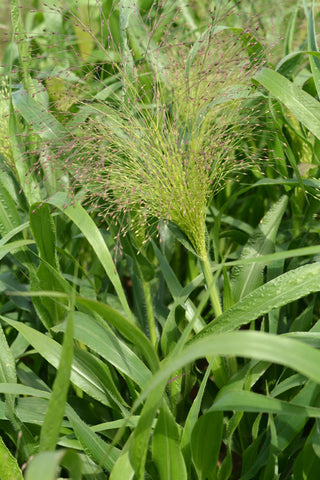 Grasses