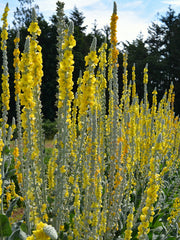 Load image into Gallery viewer, Verbascum, 'Arctic Summer'
