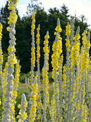 Load image into Gallery viewer, Verbascum, 'Arctic Summer'
