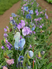 Load image into Gallery viewer, Sweet Pea, 'Turquoise Lagoon'

