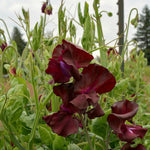 Load image into Gallery viewer, Sweet Pea, 'Windsor'
