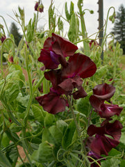 Load image into Gallery viewer, Sweet Pea, 'Windsor'

