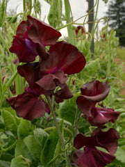 Load image into Gallery viewer, Sweet Pea, 'Windsor'
