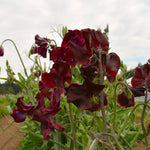 Load image into Gallery viewer, Sweet Pea, 'Windsor'
