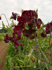 Load image into Gallery viewer, Sweet Pea, 'Windsor'
