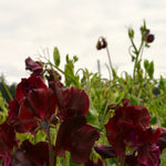 Load image into Gallery viewer, Sweet Pea, 'Windsor'
