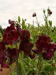 Load image into Gallery viewer, Sweet Pea, 'Windsor'
