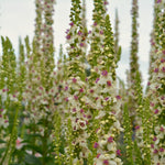 Load image into Gallery viewer, Verbascum, 'Phoenician Mullein'
