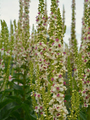 Load image into Gallery viewer, Verbascum, 'Phoenician Mullein'
